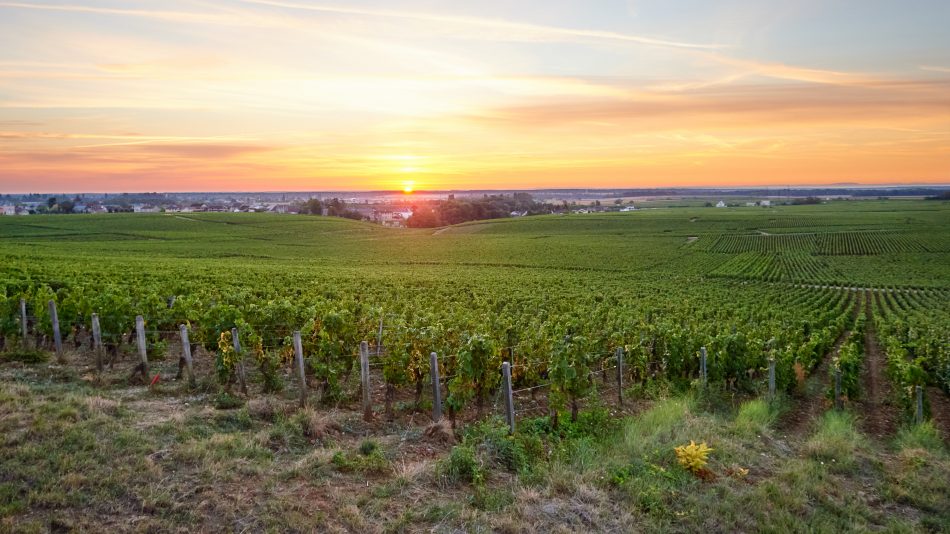 I vigneti del Domaine des Hospices de Nuits Saint Georges