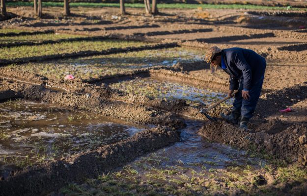 AGRICOLTURA, FAO, Soil Doctors, Non Solo Vino
