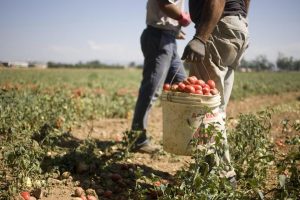Lavoratori stranieri, Confagricoltura: “bene le conversioni dei permessi di soggiorno fuori quota”