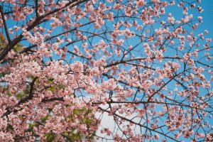 Primo giorno di primavera, dopo un inverno tra i più caldi. La siccità condiziona l’agricoltura