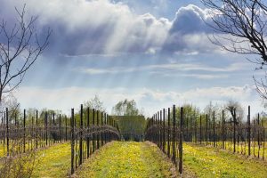 Prosecco DOC drives the growth of Italian denominations: 2022 turnover at 3 billion euros