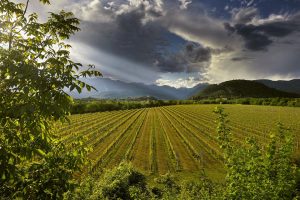 Il Prosecco Doc e Treviso con Ryanair, per portare il mondo nella “Land of Prosecco”