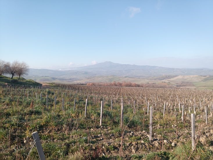 I vigneti di Tenuta di Trinoro