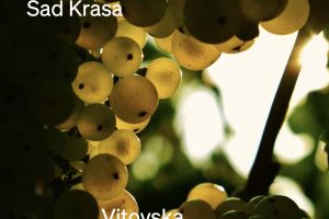 “Vitovska frutto del Carso”: la storia del vitigno autoctono originario del Carso