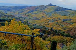 Collis Veneto Wine Group, nuova governance: incorporate le cantine Colli Berici e Colognola ai Colli Collis Veneto Wine Group, nuova governance: incorporate le cantine Colli Berici e Colognola ai Colli