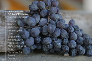 I Vini di WineNews - N. 248