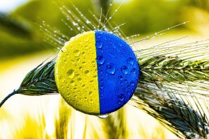 A causa della guerra l&rsquo;Ucraina ha perso un quarto dei propri terreni agricoli