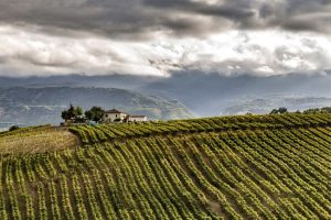 Italian wines in 2023? Turnover down, but margins are stable