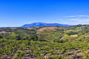 “Vino: il futuro è biodinamico”, per Demeter Italia, che ha riunito cantine, buyer e critica