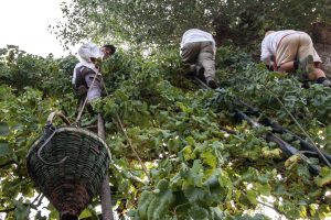 Riflettori puntati su un vitigno dimenticato: l’Asprinio d’Aversa, che si “marita” con i pioppi