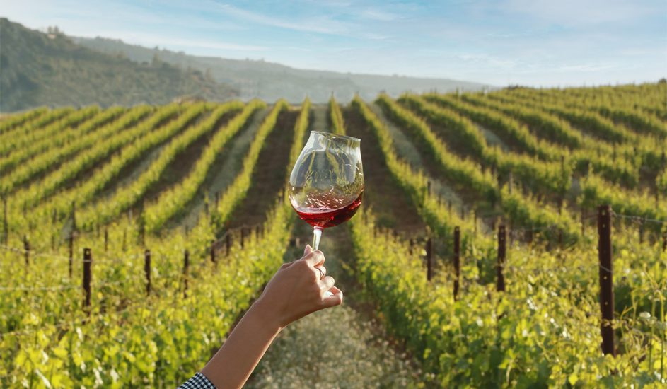 “Le domeniche tra i filari” nelle Tenute di Donnafugata