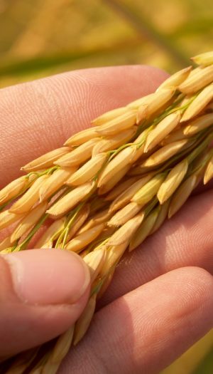 Fermare i pesticidi in Europa: l&rsquo;appello di 11 organizzazioni al Governo italiano&nbsp;