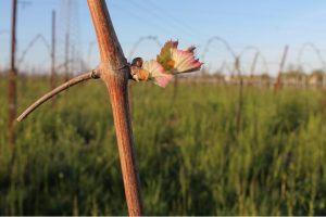 Nasce “Piwi Italia”, sezione italiana di “Piwi International”, per valorizzare i vitigni resistenti