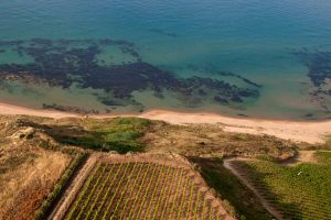 La “grande bellezza” della Città Eterna nei vini Roma Doc e di Menfi a “Inycon e le sue Contrade”
