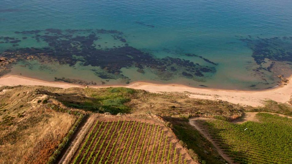 La bellezza della viticoltura a Menfi a “Inycon e le sue Contrade” 