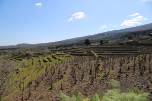 “Le Contrade dell’Etna”: l’“en primeur” dei vini più “vulcanici” del momento