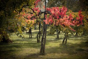 L’Oiv fa chiarezza: una vite si può definire “vecchia” quando ha almeno 35 anni