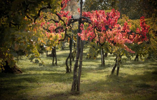 DEFINIZIONE, OIV, PATRIARCHI DELLA VITE, PATRIMONIO CULTURALE, STATI MEMBRI, VECCHIE VIGNE, VIGNETI, VIGNETI VECCHI, VITI, Mondo