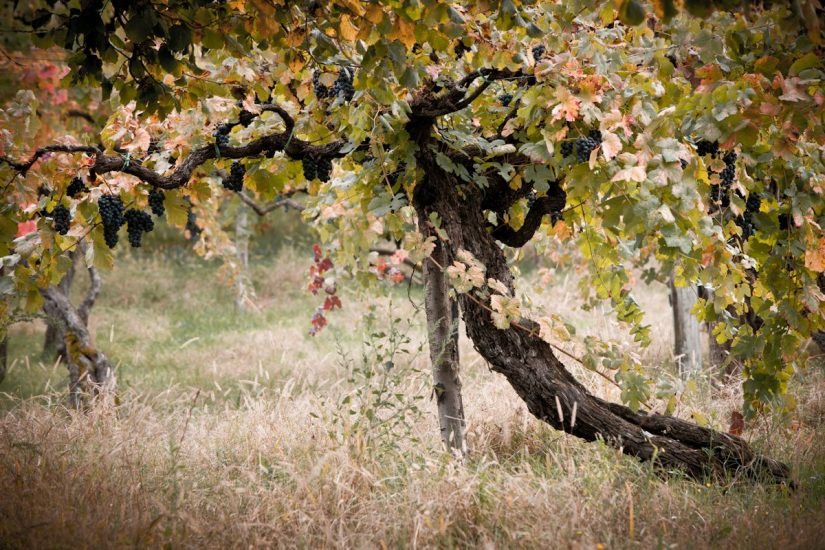 I “patriarchi della vite” a Feudi di San Gregori, in Irpinia