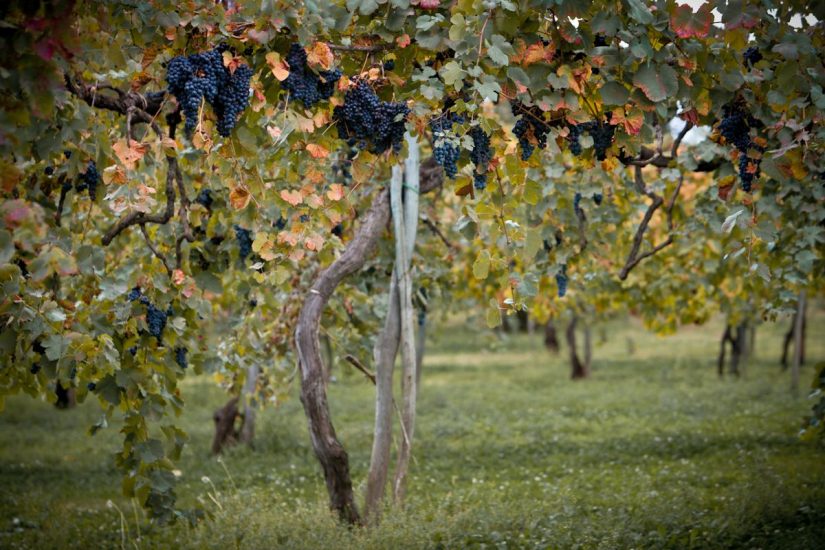 I “patriarchi della vite” a Feudi di San Gregori, in Irpinia