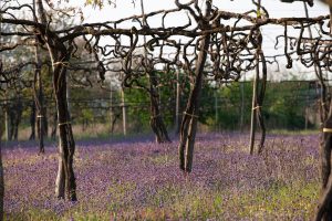 Importanza e fascino dei “Patriarchi” della vite nel simposio di esperti da Feudi di San Gregorio