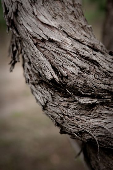 I “patriarchi della vite” a Feudi di San Gregori, in Irpinia