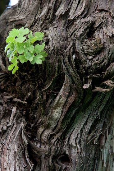 I “patriarchi della vite” a Feudi di San Gregori, in Irpinia