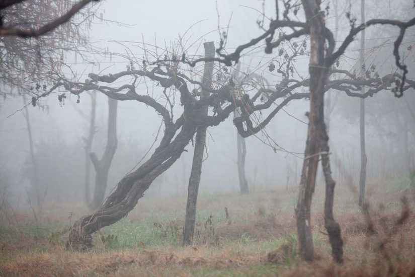 I “patriarchi della vite” a Feudi di San Gregori, in Irpinia