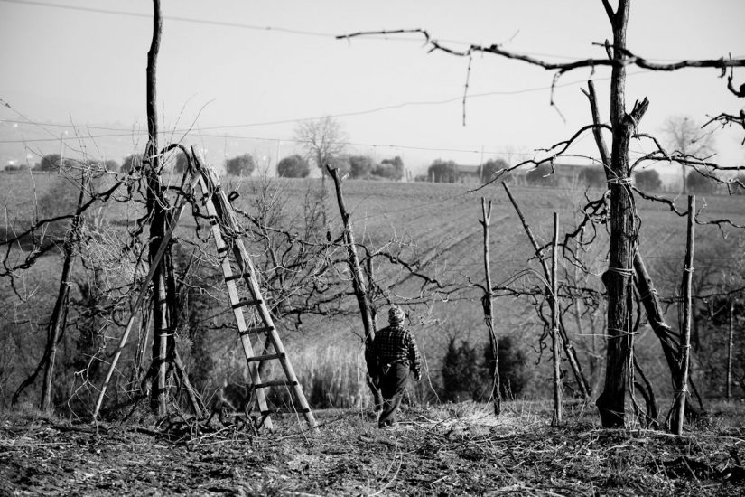 I “patriarchi della vite” a Feudi di San Gregori, in Irpinia