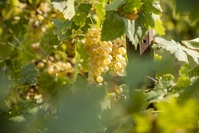 Pieropan - grappoli di Garganega in vigna