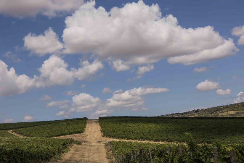 La bellezza del vino di Sicilia (Ph: Consorzio Doc Sicilia)