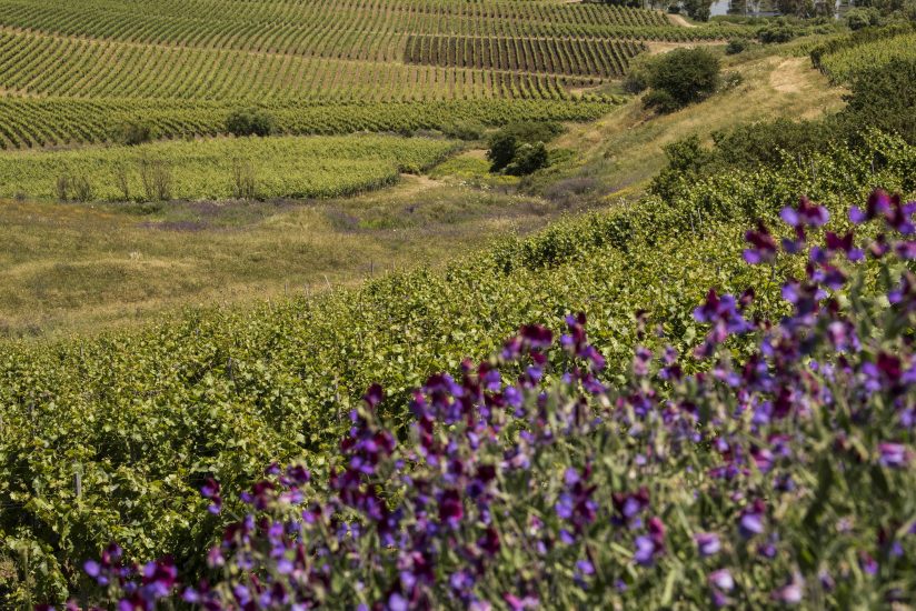 La bellezza del vino di Sicilia (Ph: Consorzio Doc Sicilia)