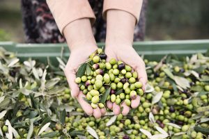 Tenuta Pojana, Olio EVO Veneto Valpolicella Dop