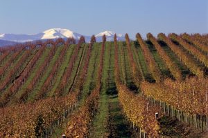 Ismea investe 2,4 milioni di euro nella cantina cooperativa marchigiana Terre Cortesi Moncaro