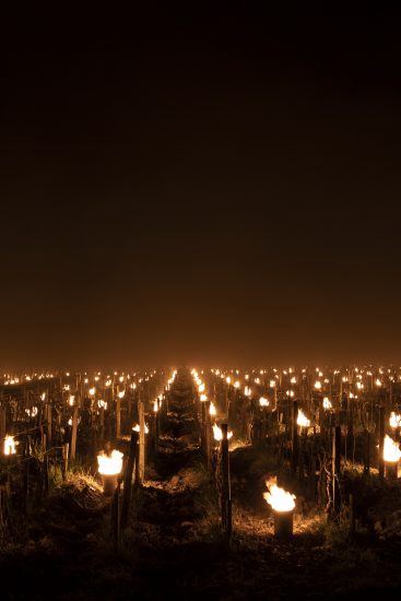 Candele accese contro il gelo a Tenuta di Trinoro (ph: Enea Barbieri)