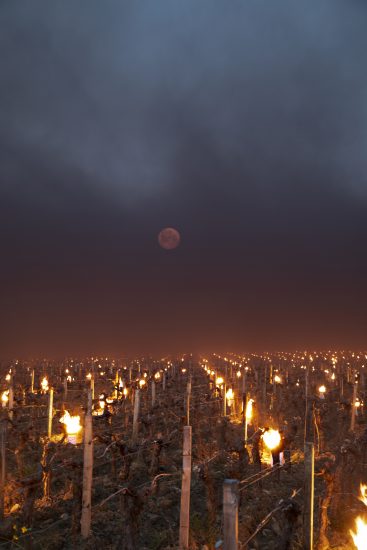 Candele accese contro il gelo a Tenuta di Trinoro (ph: Enea Barbieri)