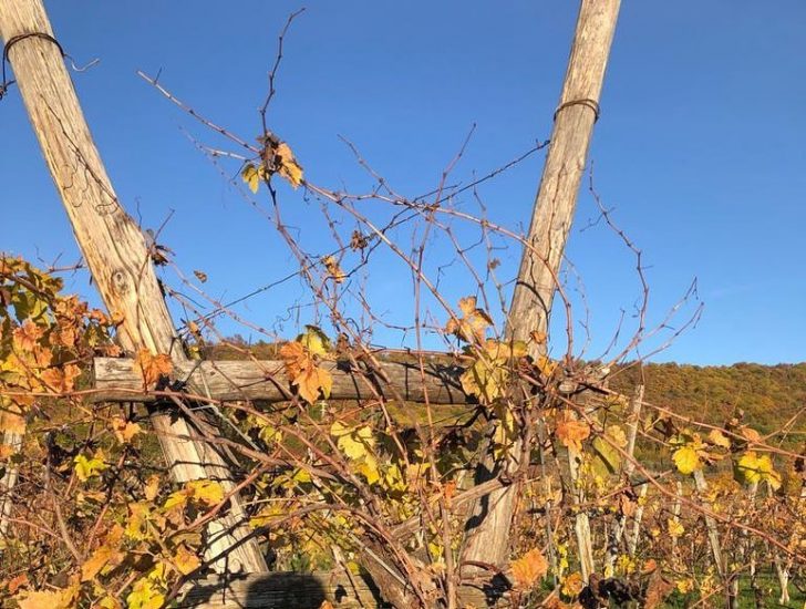 I vitigni dimenticati riscoperti e vinificati da Graspo