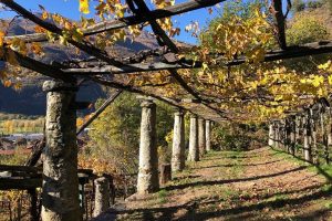 Vitigni del passato per vini del futuro: a recuperare i vitigni perduti ci pensa Graspo