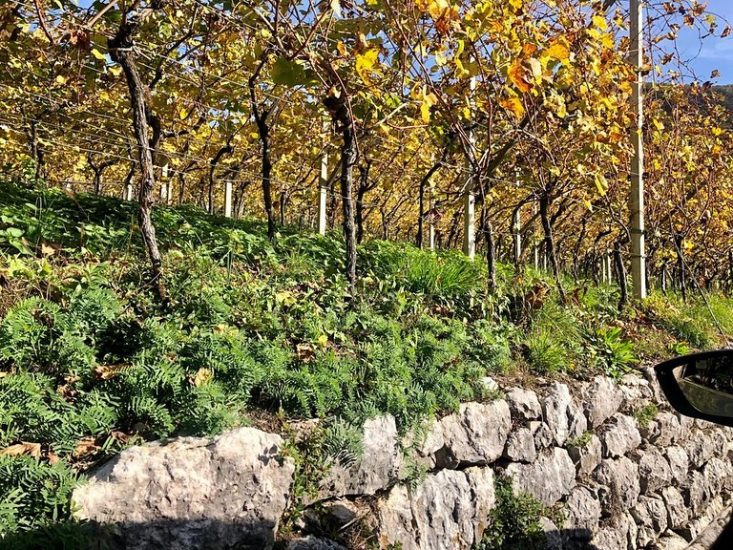 I vitigni dimenticati riscoperti e vinificati da Graspo