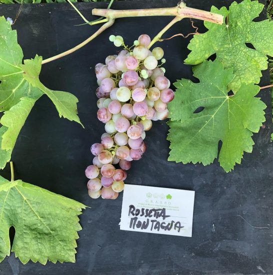 I vitigni dimenticati riscoperti e vinificati da Graspo