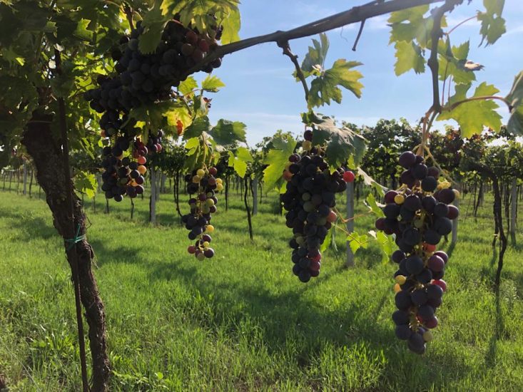 I vitigni dimenticati riscoperti e vinificati da Graspo