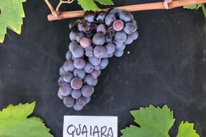 Salvare i vitigni del passato ... per produrre i vini del futuro: ecco il Progetto G.r.a.s.p.o.