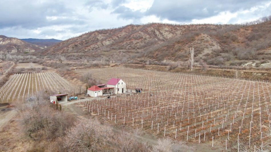Nella “culla della viticoltura mondiale”, Riccardo Cotarella e Vivai Rauscedo a lavoro in Georgia