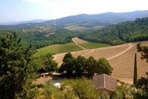 “In Toscana ci sono cantine che hanno perso il 70% della produzione a causa della peronospora”
