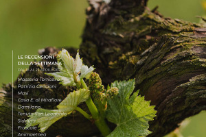 I Vini di WineNews - N. 254