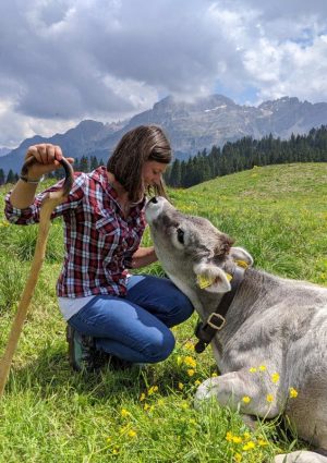 Caldo, gli effetti negli alpeggi, dove la mancanza di pioggia riduce i prati e l&rsquo;erba fresca