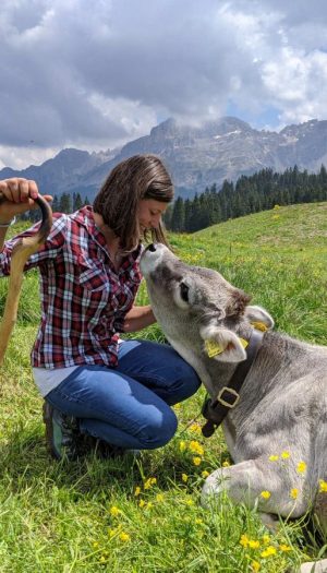 Caldo, gli effetti negli alpeggi, dove la mancanza di pioggia riduce i prati e l&rsquo;erba fresca