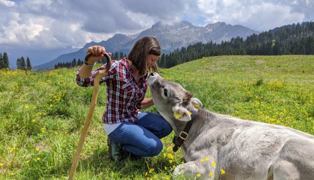 Caldo, gli effetti negli alpeggi, dove la mancanza di pioggia riduce i prati e l&rsquo;erba fresca