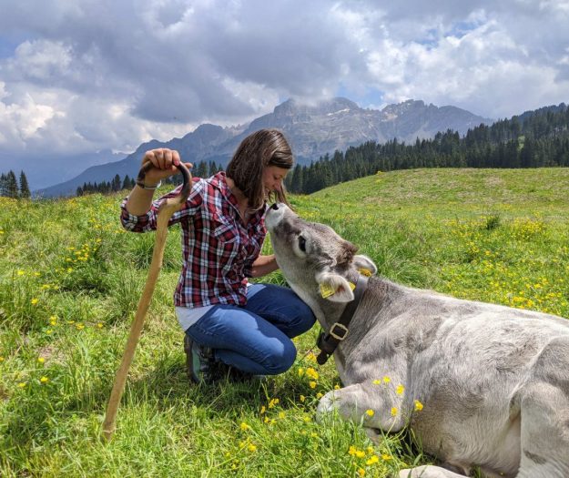 Caldo, gli effetti negli alpeggi, dove la mancanza di pioggia riduce i prati e l&rsquo;erba fresca