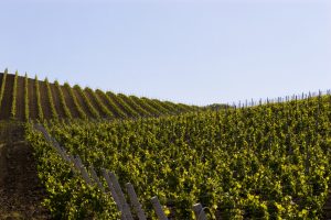 Lenti o veloci: i progressi dell'Isola